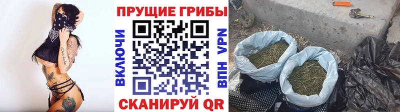 Псилоцибиновые грибы Psilocybe  Арамиль 
